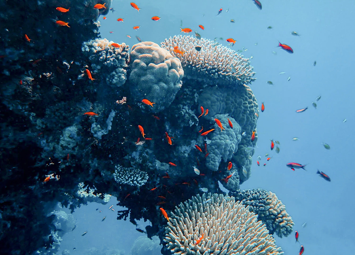 World Oceans Day 2020